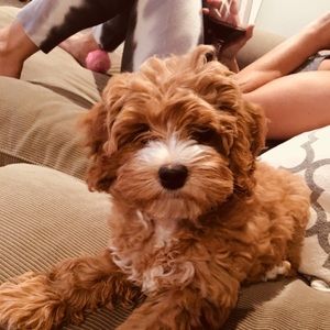 Meet your Posher, Christopher